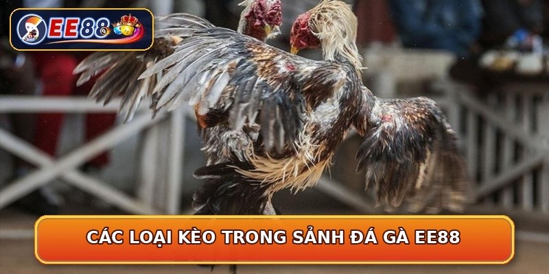 Các loại kèo trong sảnh đá gà EE88