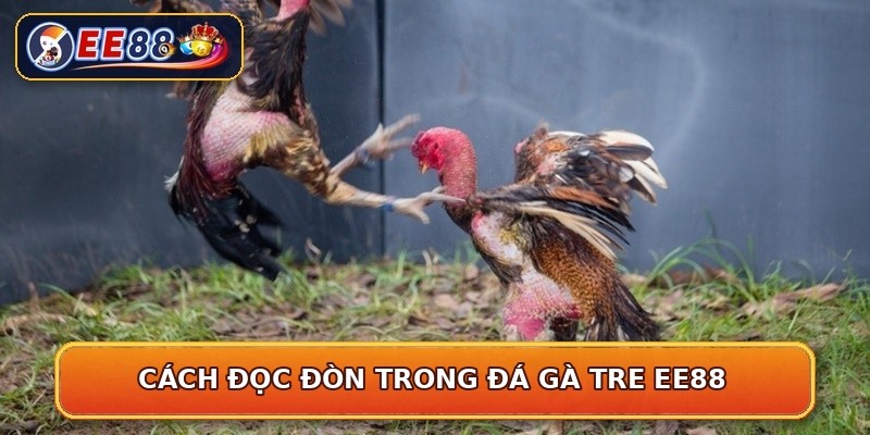 Cách đọc đòn trong đá gà tre EE88