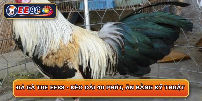 Đá Gà Tre EE88 - Kèo Dài 40 Phút, Ăn Bằng Kỹ Thuật