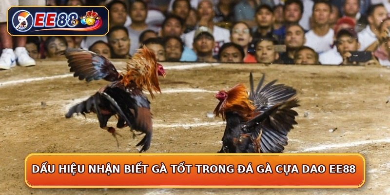 Dấu hiệu nhận biết gà tốt trong đá gà cựa dao EE88