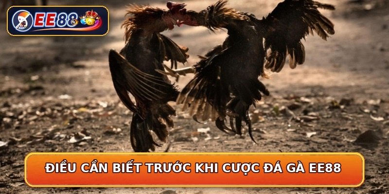 Điều cần biết trước khi cược đá gà EE88