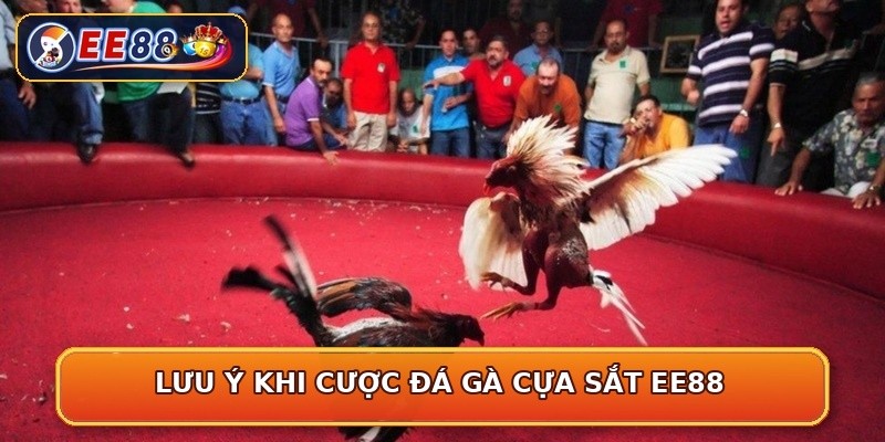 Lưu ý khi cược đá gà cựa sắt EE88